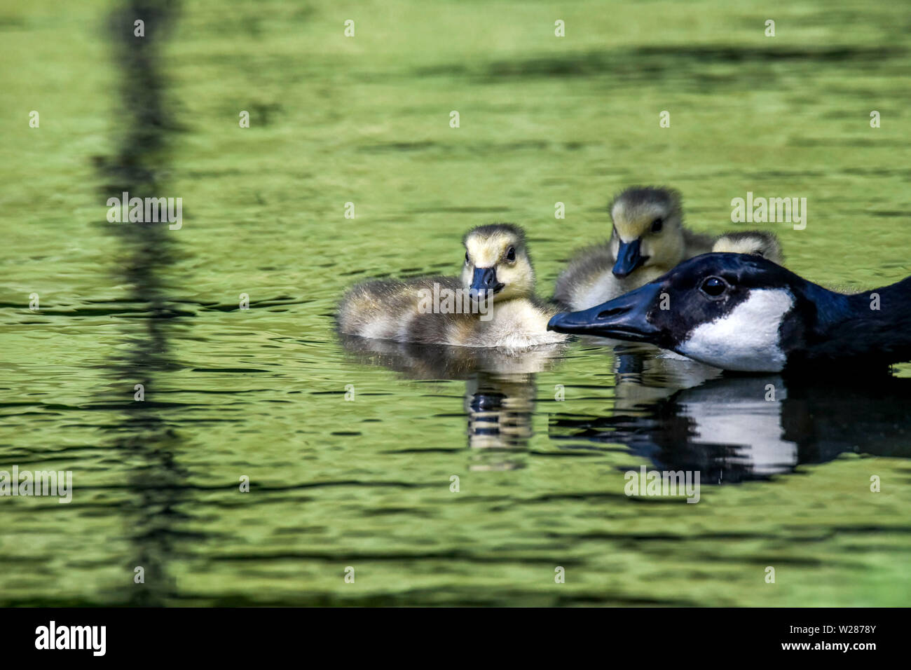 Gänse schwimmen auf einem Teich mit ihren Babys. Stockfoto