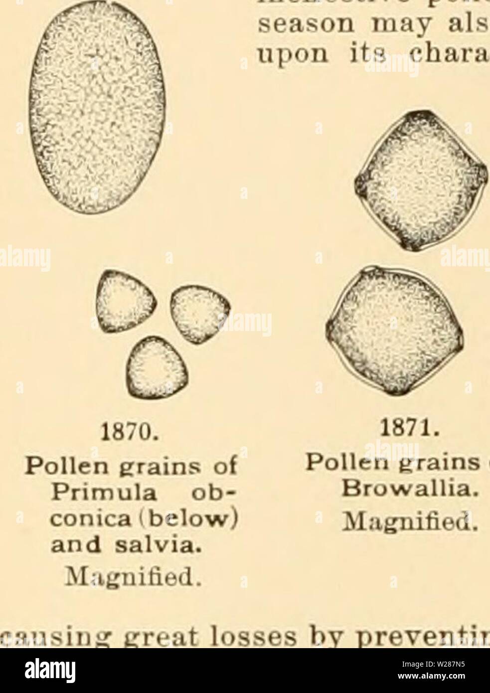 Archiv Bild ab Seite 379 von cyclopedia der amerikanischen Gartenbau Stockfoto