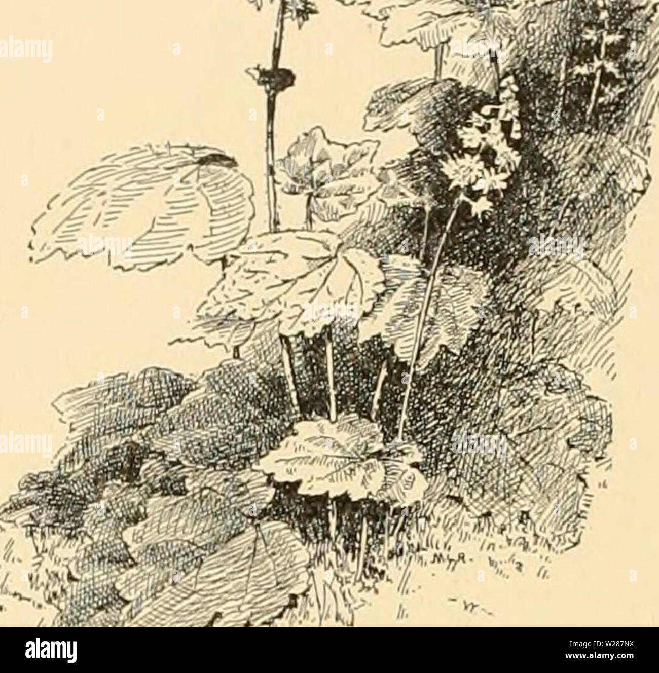 Archiv Bild ab Seite 379 von cyclopedia der amerikanischen Gartenbau Stockfoto