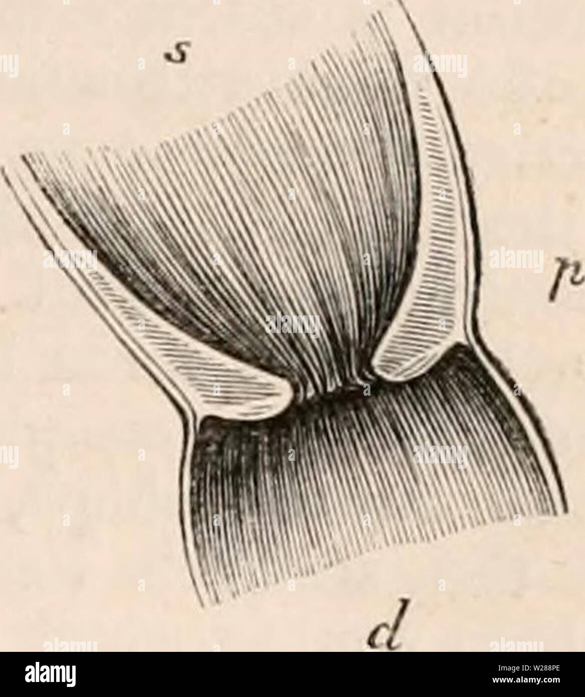 Archiv Bild ab Seite 386 Der cyclopaedia von Anatomie und Stockfoto
