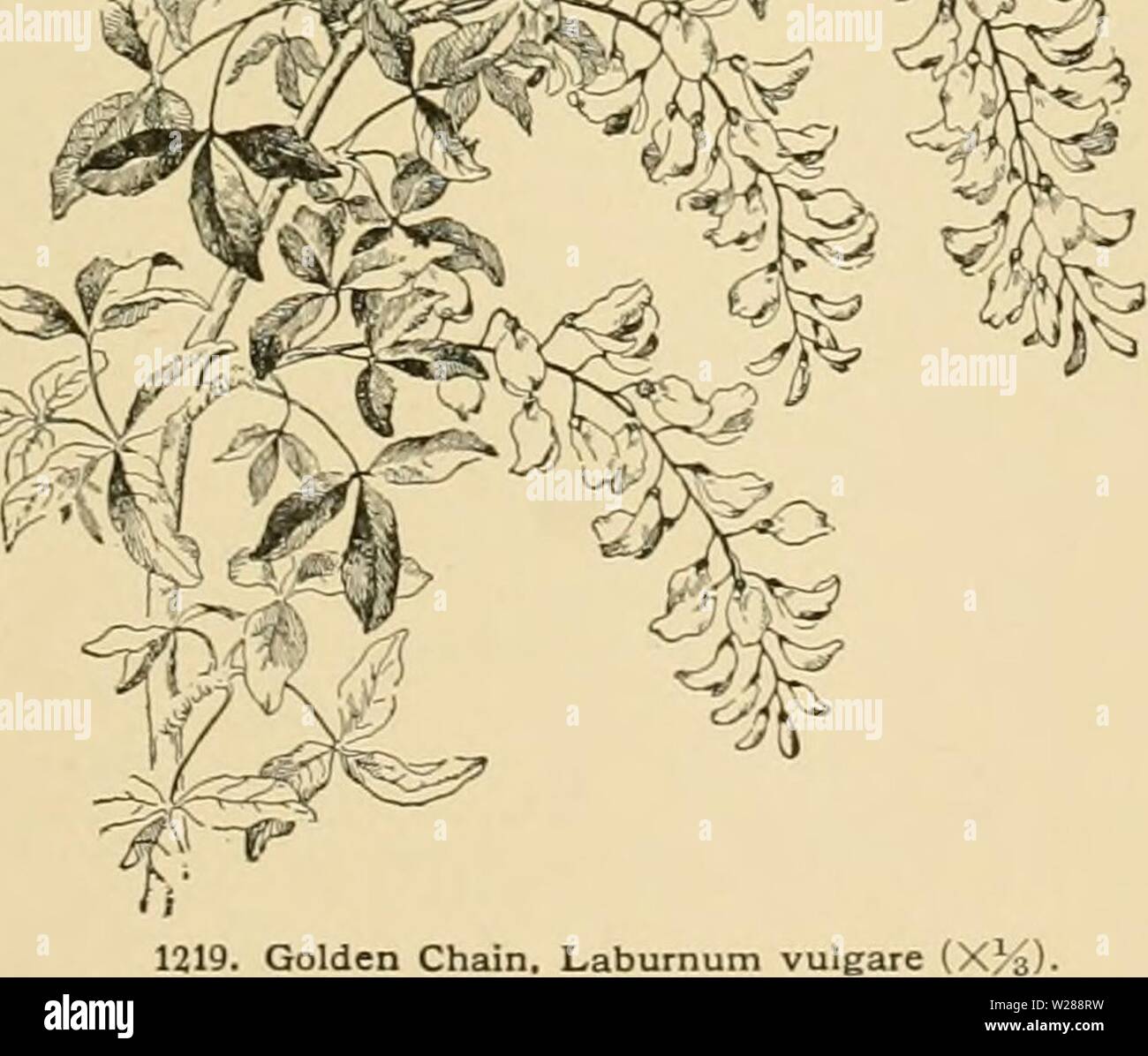 Archiv Bild ab Seite 388 der Cyclopedia der amerikanischen Gartenbau Stockfoto