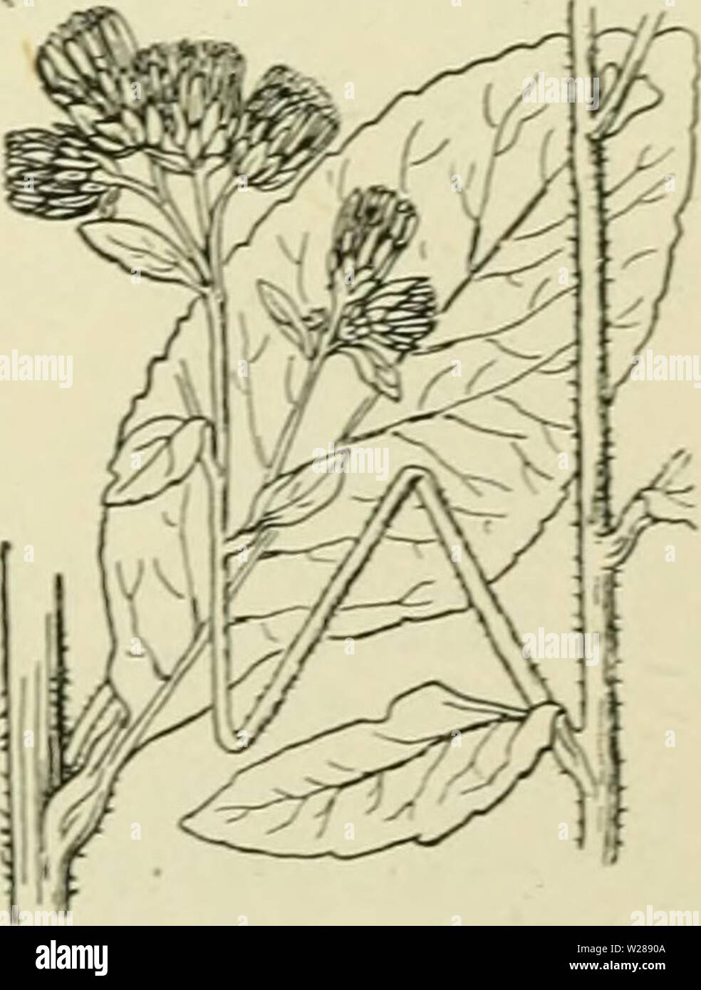 Archiv Bild ab Seite 388 von De flora van Nederland (1909-11). De flora van Nederland defloravannederl 03 heuk Jahr: 1909-11. Inula brittannica Fi'. 453. I. vulgaris - Trev. (I. Conyza DC. Conyza'') squarrÃ³sa) L.). Donder - Kruid (Abb. 454). Deze Anlage heeft een Dikken, lichtgelen, vertakten waaruit wortelstok, een rechtopstaande der aan Höhle voet opstijgende, kortharig viltige, rackinstallation naar Boven sterk Scherm - pluimvormig vertakte Stengel komt. De bladen zijn Langwerpig - eirond tot lancetvormig, spuckt, verwij - derd zwak Getand, van Boven kort behaard, van onderen dunviltig, de onderste en Mitte Stockfoto