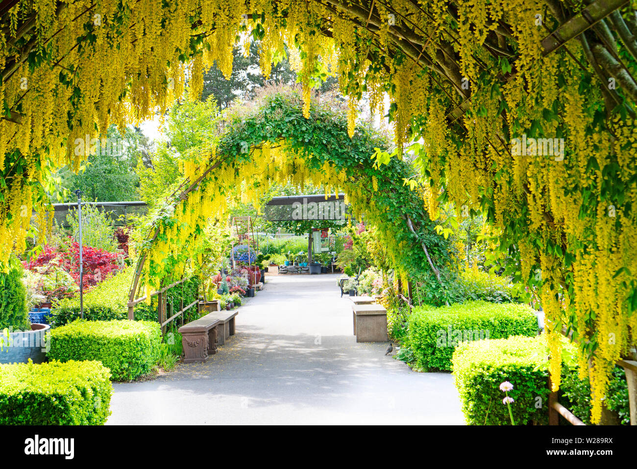 Doppelten Goldregen Arbor im Bayview Hof & Garten, Whidbey Island, Washington Stockfoto