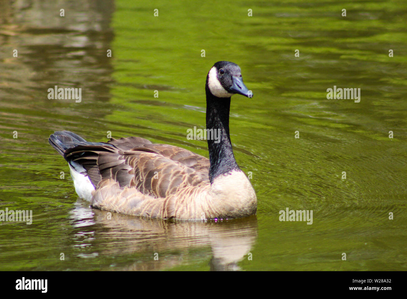 Schwimmen-Ente Stockfoto