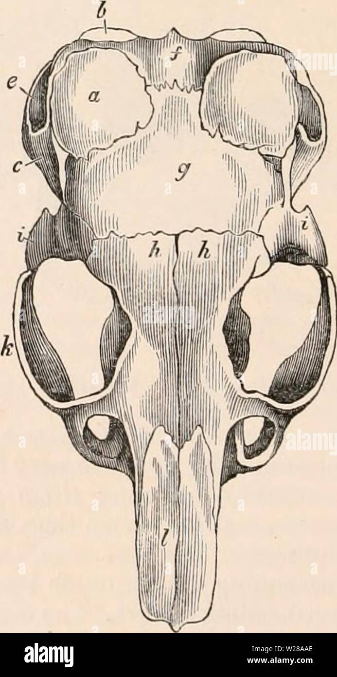 Archiv Bild von Seite 399 des cyclopaedia von Anatomie und. Die cyclopaedia von Anatomie und Physiologie cyclopdiaofana 0401 Todd Jahr: 1847 Schädel der Capybara. Tympanon. Die pfälzische greift auf den Gaumen so weit wie die dritten Molaren Abb. 260. Schädel des Chinchilla. a, b, c, Teile des zeitlichen Knochens, die ist hier sehr auf die außergewöhnliche Entwicklung des Tympanon bemerkenswert; e, meatus externus auditorius; f, das hinterhauptsbein; g, der Parietalen; h, h, die frontale; i, jochbeinbogen Teil des Zeitlichen, die in diesem Tier ist ganz vom Th freistehende Stockfoto