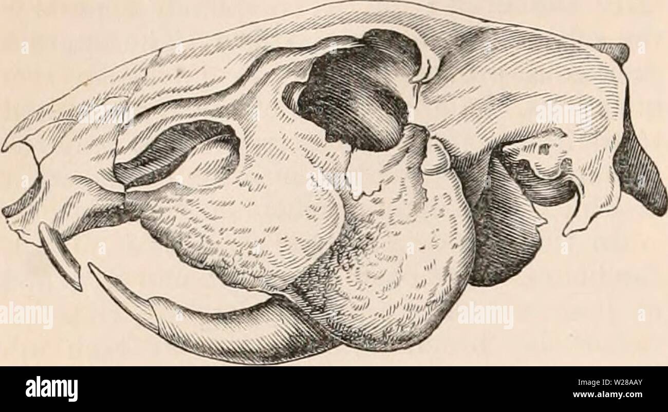 Archiv Bild von Seite 399 des cyclopaedia von Anatomie und Stockfoto