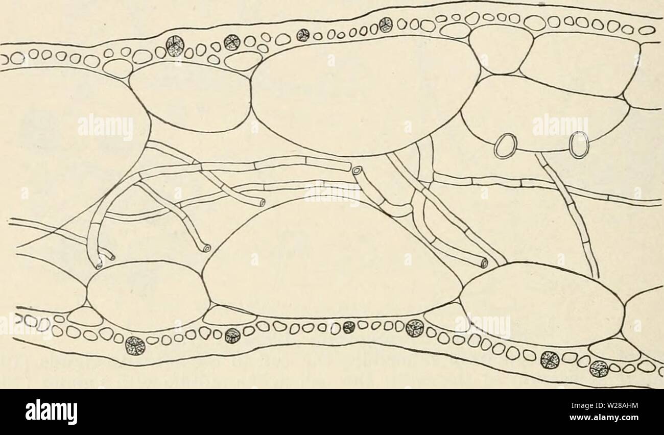 Archiv Bild ab Seite 401 von Dansk botanisk Arkiv (1913-1981). Dansk botanisk Arkiv danskbotaniskark 03 dans Jahr: 1913-1981 394 Dansk Botanisk Arkiv, Bd. 1, Bl. 3. Nr.1. Filamente werden manchmal von der Stopfbuchse-Zellen zu (Abb. 375 b). Nur tetrasporic Pflanzen aufgetreten. Die tetrasporangia sind in der kortikalen Schicht entwickelt (Abb. 376 D). Sie sind cruciately unterteilt und eher klein, etwa 27/i breit. Sie trat in den Monat März. Diese Art ist in tiefen Wasser gefunden worden (etwa 12-16 Faden). St. Jan: Off Cruz Bay und in der Nähe von Great St. James; ofT Amerika Hügel, auf dem die Daten erhoben wurden. Stockfoto