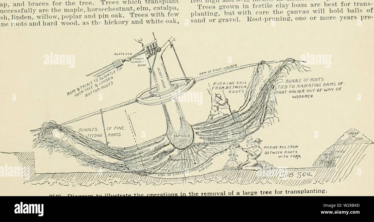 Archiv Bild ab Seite 406 der Cyclopedia der amerikanischen Gartenbau, bestehend aus. Cyclopedia der amerikanischen Gartenbau, bestehend aus Anregungen für den Anbau von Gartenpflanzen, Beschreibungen der Arten von Obst, Gemüse, Blumen und Zierpflanzen in den Vereinigten Staaten und in Kanada verkauft, zusammen mit geographischen und Biographische Skizzen cyclopediaofam 04 Kaution Jahr: 1900 // T posure iiicl luiv verdünnt werden (III nil 111 1 11 Mng Die beautj Der tiee und mehr Ich newn.th. t Ic u.s uidi. M. alte UlV'lu tl'l .1 für die 1.d große iMe Lehm tl'', '''11 1 1 1 1 111 1 t iuâhei und leb li Stockfoto