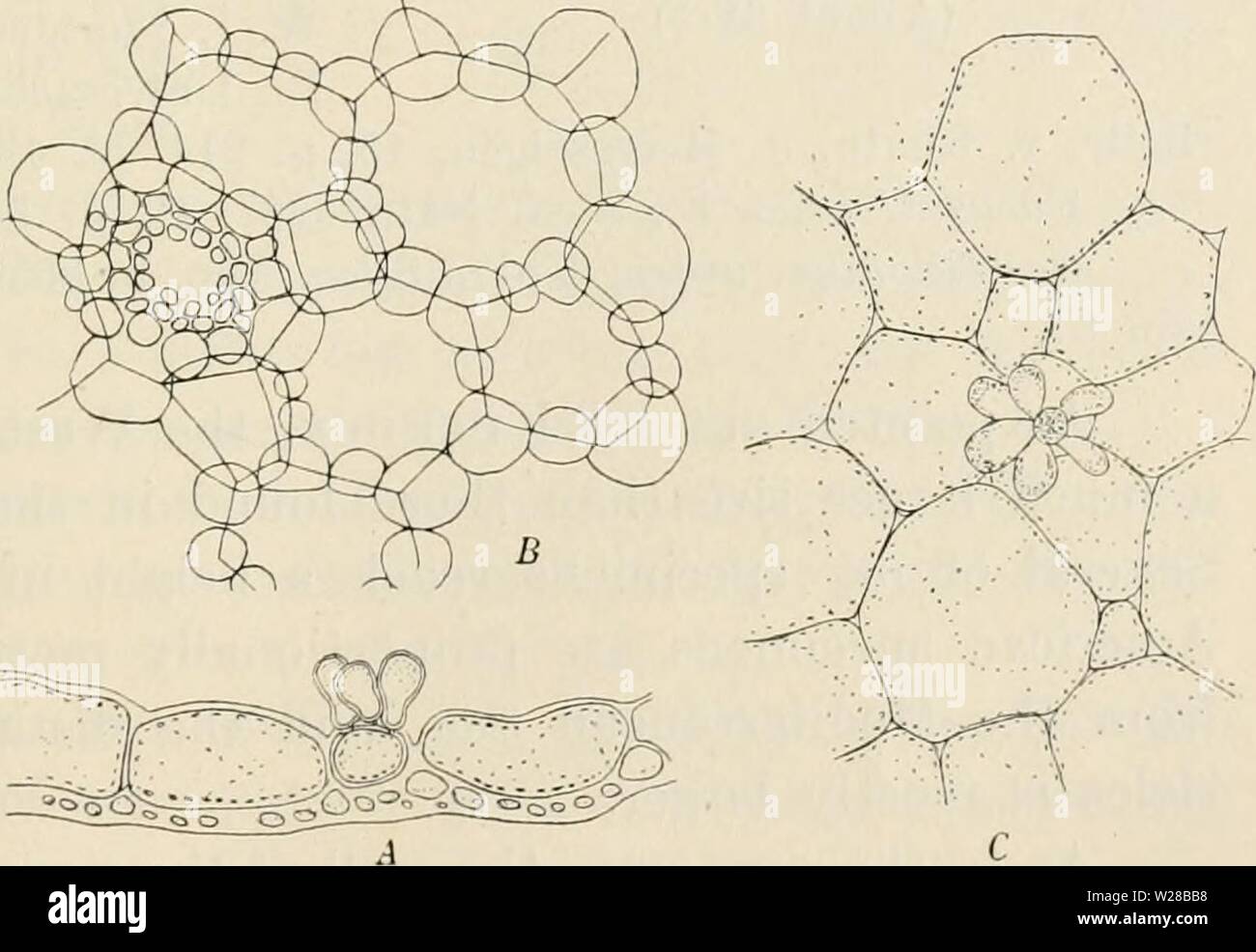 Archiv Bild ab Seite 408 von Dansk botanisk Arkiv (1913-1981). Dansk botanisk Arkiv danskbotaniskark 03 dans Jahr: 1913-1981 Abb. 385. Chrysymenia pyriformis Børgs. Ein wenig Magni-Fied (ca. 1 V4: 1). Diese kortikalen Schicht hinterlässt einen Platz in der Mitte des großen Zellen, während in älteren Vesikel die kortikale Zellen sie sehr oft vollständig abdecken. Die Wand der Vesikel ist über 90 // dick. Der Hohlraum im Innenraum ist mit Schleim gefüllt. Ein Querschnitt der feste Stamm (Abb. 387) zeigt große Ähnlichkeit mit der von Chrysymenia microphysa Hauck wie von Kuckuck (1. c, S. 210) Stockfoto