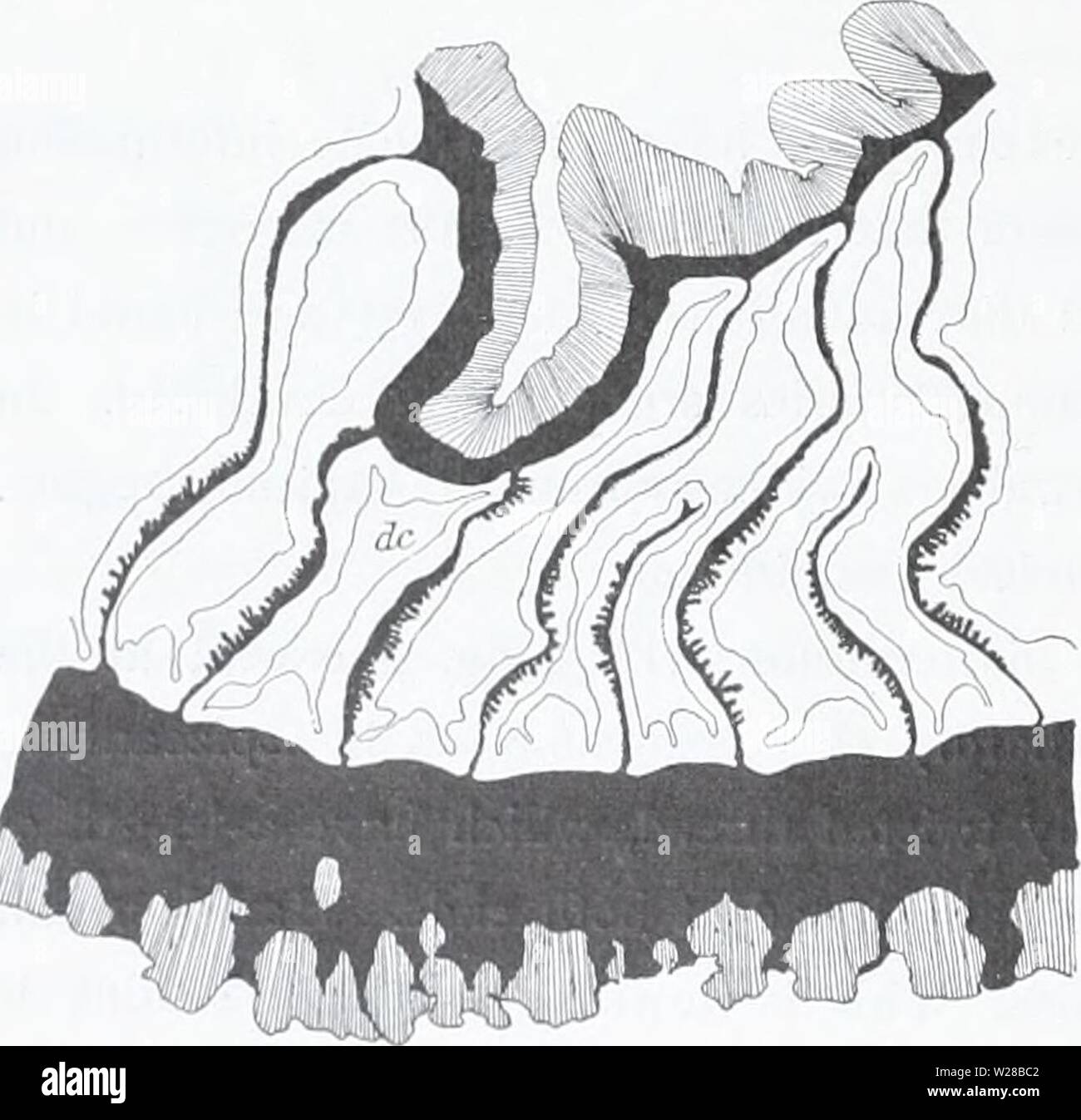 Archiv Bild von Seite 407 des Dänischen Ingolf-Expedition (1899-1953). Die dänische Ingolf-Expedition danishingolfex 5 apt 1 4 daniuoft Jahr: 1899-1953 20 ZOANTHARIA, die in die Furchen der Capitular Region ist es nur aus dem Ektoderm durch einen sehr kleinen Teil der mesoglcea, die in dieser Region in der Regel höher als in den anderen Teilen des Körpers und enthält einige Nematozysten getrennt. Die tentakel haben die üblichen Struktur. Neben der sehr zahlreichen spirocysts Ektoderm zahlreiche, dickwandige Kapseln (Länge 14 - 17/j) und ein paar Kapseln das gleiche Aussehen wie im Körper - enthält Stockfoto