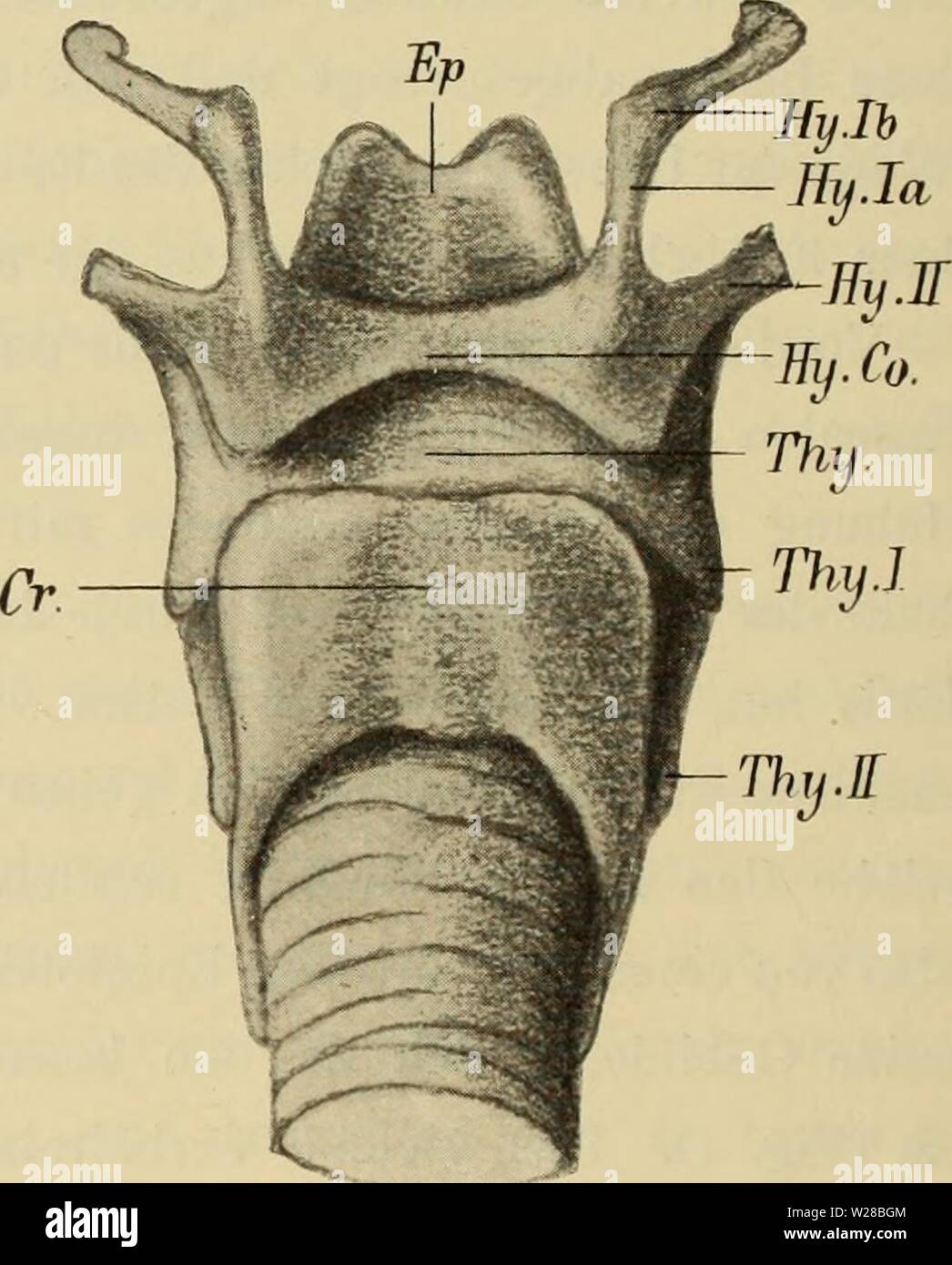 Pharynx epiglottis -Fotos und -Bildmaterial in hoher Auflösung – Alamy