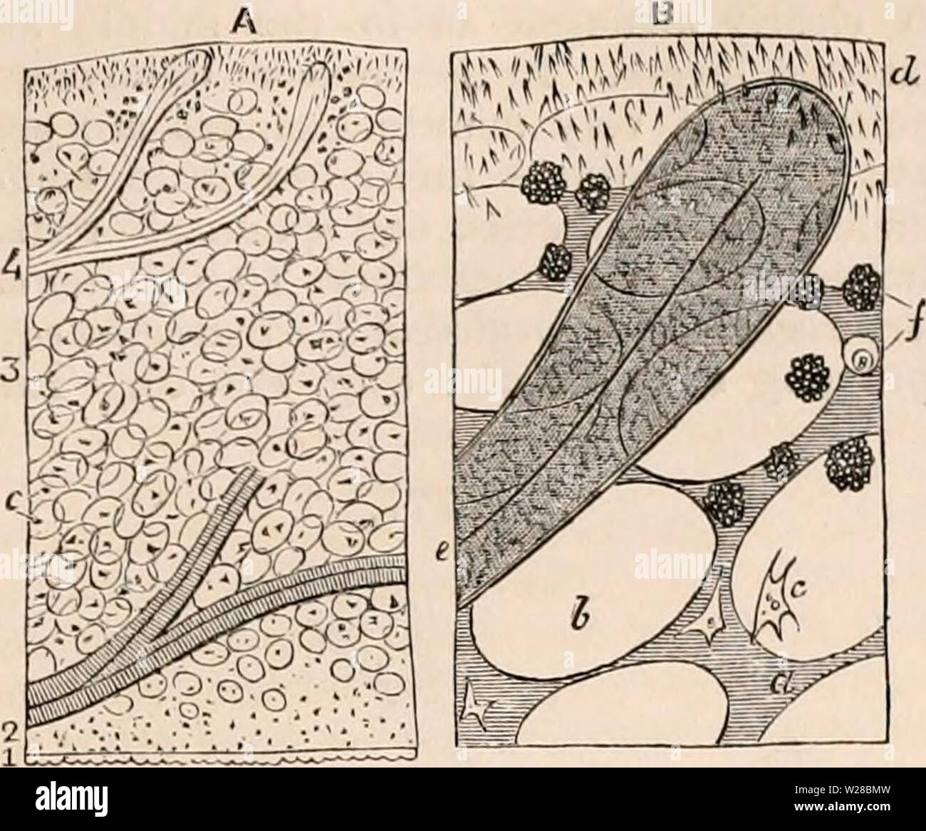 Archiv Bild ab Seite 410 Der cyclopaedia von Anatomie und Stockfoto