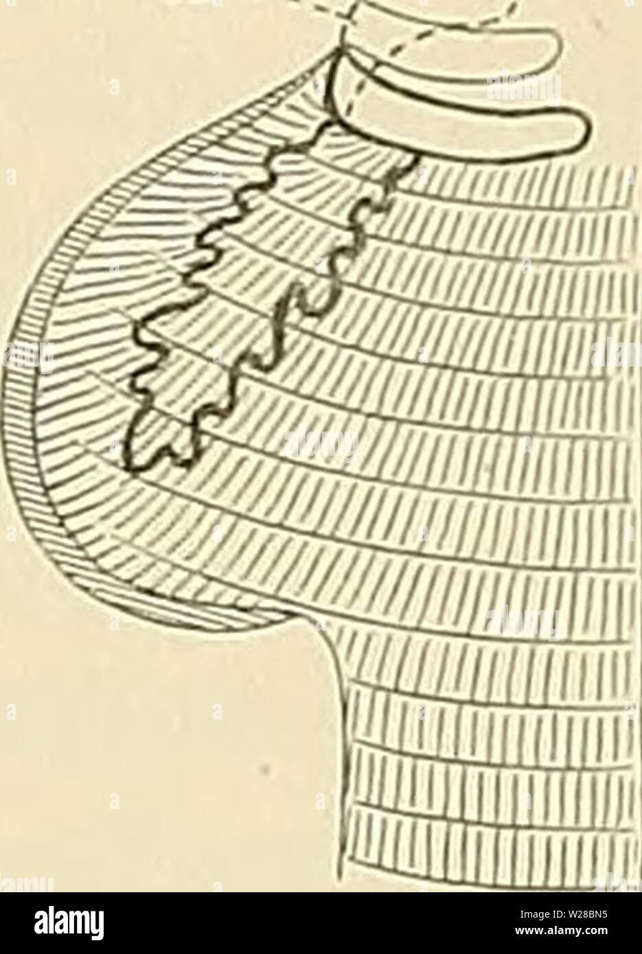 Archiv Bild ab Seite 410 der Denkschriften der Medicinisch-Naturwissenschaftlichen Gesellschaft zu. Denkschriften der Medicinisch-Naturwissenschaftlichen Gesellschaft zu Jena denkschriftender 413 medi Jahr: 1879 Stockfoto