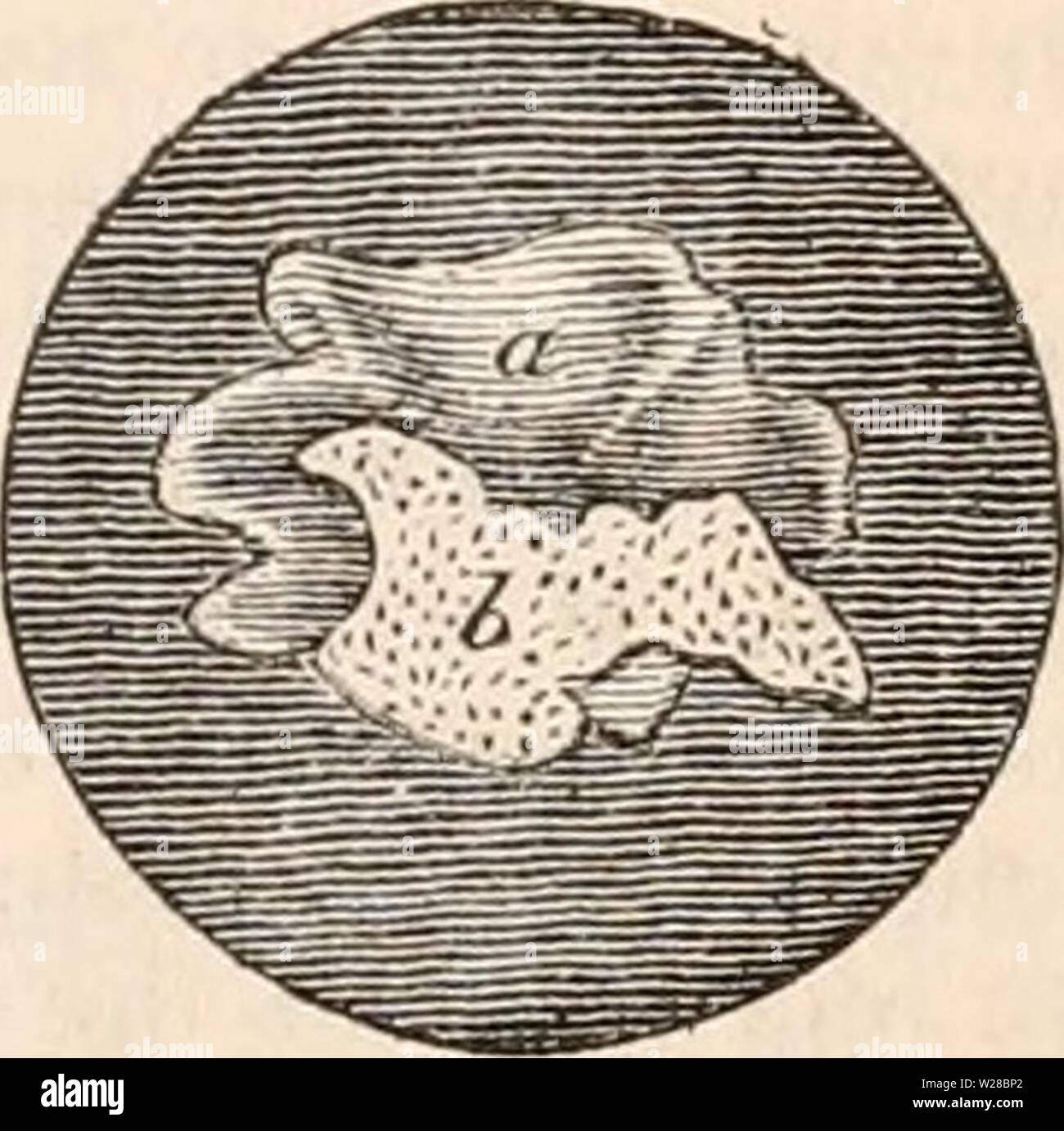 Archiv Bild ab Seite 410 Der cyclopaedia von Anatomie und Stockfoto