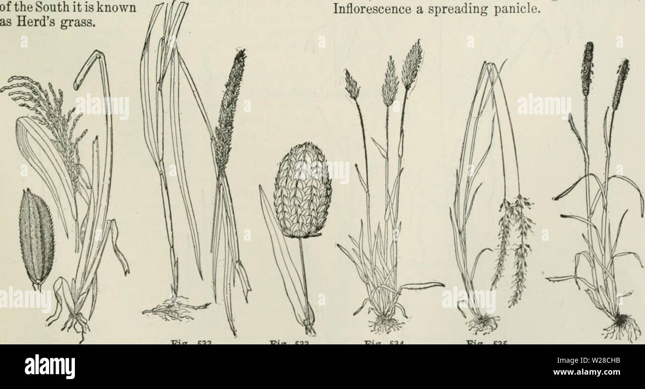 Archiv Bild ab Seite 418 der Cyclopedia von landwirtschaftlichen Kulturpflanzen. Cyclopedia von landwirtschaftlichen Kulturpflanzen: Ein beliebter Befragung von Pflanzen und pflanzliche Methoden in den Vereinigten Staaten und Kanada cyclopediaoffarm 00 bailuoft Jahr: 1922, c 1907 GRÄSER GRÄSER 371 sandige Küste von Europa und Amerika. Ährchen eines blühenden, eher groß und chartaceous; rachilla verlängert Als hinter der palea Borsten. Inflores - wie eine schmale, Spitze - wie Rispe. areiiaria, Link. Strand - Gras. (Abb. 537.) Eine grobe Staude mit starren culms, langes, hartes, evolvente Blätter und ausgiebig schleichende root - Aktien, native entlang der sandigen Küste Stockfoto