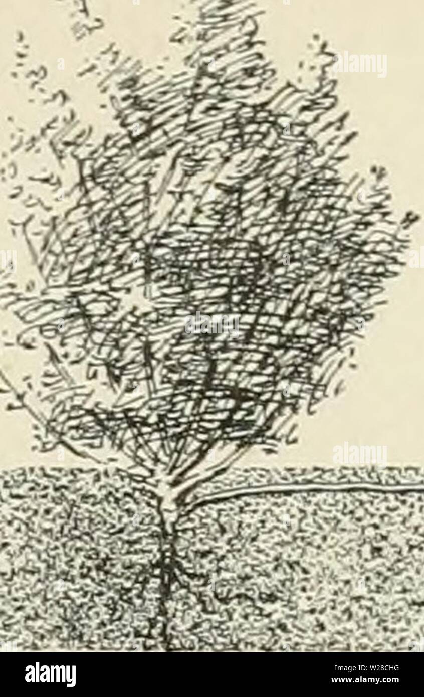 Archiv Bild ab Seite 418 der Cyclopedia der amerikanischen Gartenbau, bestehend aus. Cyclopedia der amerikanischen Gartenbau, bestehend aus Anregungen für den Anbau von Gartenpflanzen, Beschreibungen der Arten von Obst, Gemüse, Blumen und Zierpflanzen in den Vereinigten Staaten und in Kanada verkauft, zusammen mit geographischen und Biographische Skizzen cyclopediaofam 02 Kaution Jahr: 1900 ish, seine reichlich villous Haare viel kürzer als die awn geformten Borsten, die lange sind plumose unterhalb der Mitte'''''' es ich kleine verstreut 1 11 m Die letzten gesprochen glinds gewinnen nicht Tew. Kn-Jl p41 Perh 11 platygWss Stockfoto