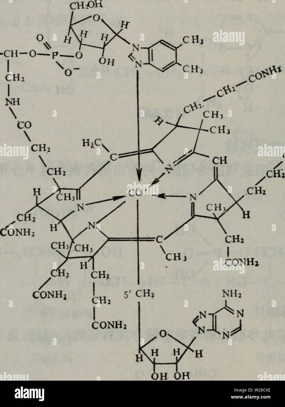 Archiv Bild von Seite 421 Dan bai Zhi fen zi. Dan bai Zhi fen zi Ji chu danbaizhifenziji 00 taow Jahr: 1981.6 NH. Aeç £ · é'Å¡Åèºï¼ç £¯é'Å¡åèºåå¯å °ae° ¨ åºä¼ éç "R2 âCâC 00 Hï¼aeä ºä' 'ä' çae ªae°° ¨ åºé' R2 âCH-II 0 COOHãae-¤å¤Ï¼ç £¯é'Å¡åéå ¨ ¨ ae°'è ± Å¹¾è åºé¿ç¨ä'-Ï¼ä½ä'ºae° ¨ åºé'è ± å¹¾éçè¾ Éï¼ä½¿ae°¨ åºé'è ± å¹¾aeèºï¼ H H'ae° ¨ åºé'è±ç® fi'R âCâCOOH-ç¢ é'Å¡&lt;#é NH2 H11. è¾ é è¾ Si Bi 2 ae ¯ aeaeè¾ é¶ ä'-ç" aeaeå ¤ aeè Ï¼å ¶ç" aeå¦ä'Sie R âCâNHo+CO, H, CâCH-0 âp  o â, ICH CH. 0 CON Ha è¾ é¶ Bi2Ae ¯ ç²åºä CoAåä½é äºé 'ä¶ çè¾ Fe'Lae-¤ å¨å'¬åç²åºä CoAè½ äºé ä¬ åä'ºç çS ¥ 3 t âSCoA, 4 COO-cooe 1 1 3 1 H3Câ 2 CâCâSCoA&gt; 2CH 2 1 II I H O1C Stockfoto