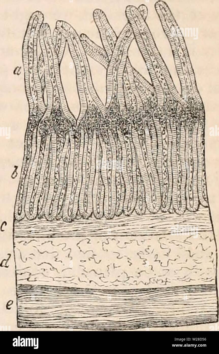 Archiv Bild ab Seite 422 Der cyclopaedia von Anatomie und Stockfoto