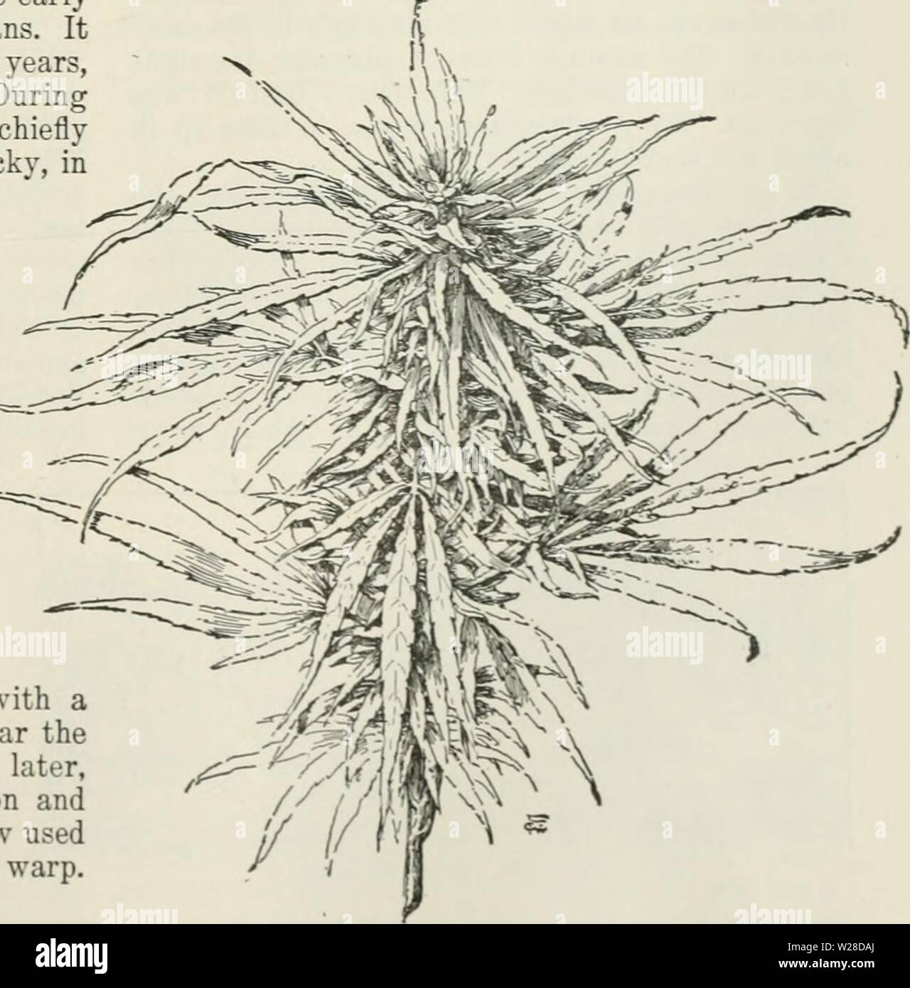 Archiv Bild ab Seite 424 der Cyclopedia von landwirtschaftlichen Kulturpflanzen Stockfoto