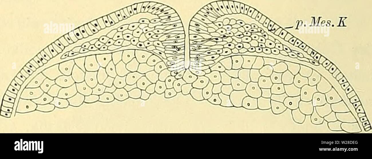 Archiv Bild von Seite 425 des Medicinisch-Naturwissenschaftlichen Denkschriften der Gesellschaft zu. Denkschriften der Medicinisch-Naturwissenschaftlichen Gesellschaft zu Jena denkschriftender 446 medi Jahr: 1879 Abb. 38. Abb. 39. hin aus. Der Grund der rinnenförmigen Einsenkung wird vom Entodermfeld der Dotterzellenmassen gebildet. Ebenso wie ich Schnitte 38 Earn wir jene seitlichen Ausladungen des Lumen, welche die Schnitte 9 und 10 vom Stadion 24 aufweisen. Auch bin Ausgussmodell Taf. LIX/LX, Abb. 3 ist von solchen Aus-Ladungen nichts mehr zu sehen. Bei der Wanderung der dorsalen Urmu Stockfoto