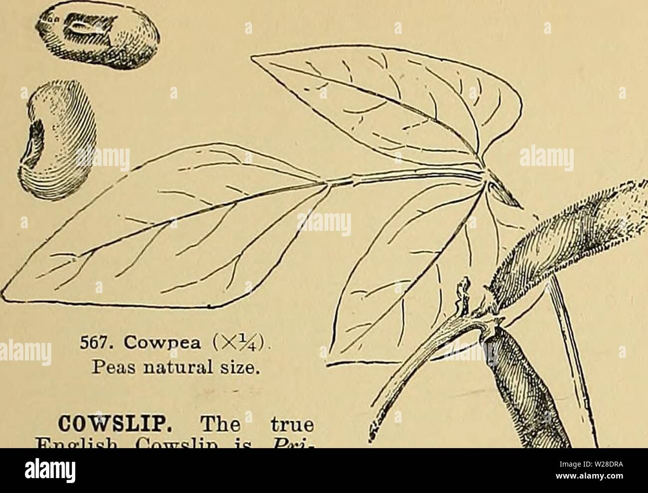 Archiv Bild ab Seite 428 der Cyclopedia der amerikanischen Gartenbau, bestehend aus. Cyclopedia der amerikanischen Gartenbau, bestehend aus Anregungen für den Anbau von Gartenpflanzen, Beschreibungen der Arten von Obst, Gemüse, Blumen und Zierpflanzen in den Vereinigten Staaten und in Kanada verkauft, zusammen mit geographischen und Biographische Skizzen cyclopediaofamer 01 Kaution 1 Jahr: 1900 SCHLÜSSELBLUME CRANBERRY 389 567. Cowpea (XH) Erbsen in natürlicher Größe. Schlüsselblume. Die wahre Englische Schlüsselblume ist Pri-Mula offwinalis. Die Anlage fälschlicherweise genannt Schlüsselblume in Amerika ist die Sumpfdotterblume, Calllia palustris. Die Stockfoto