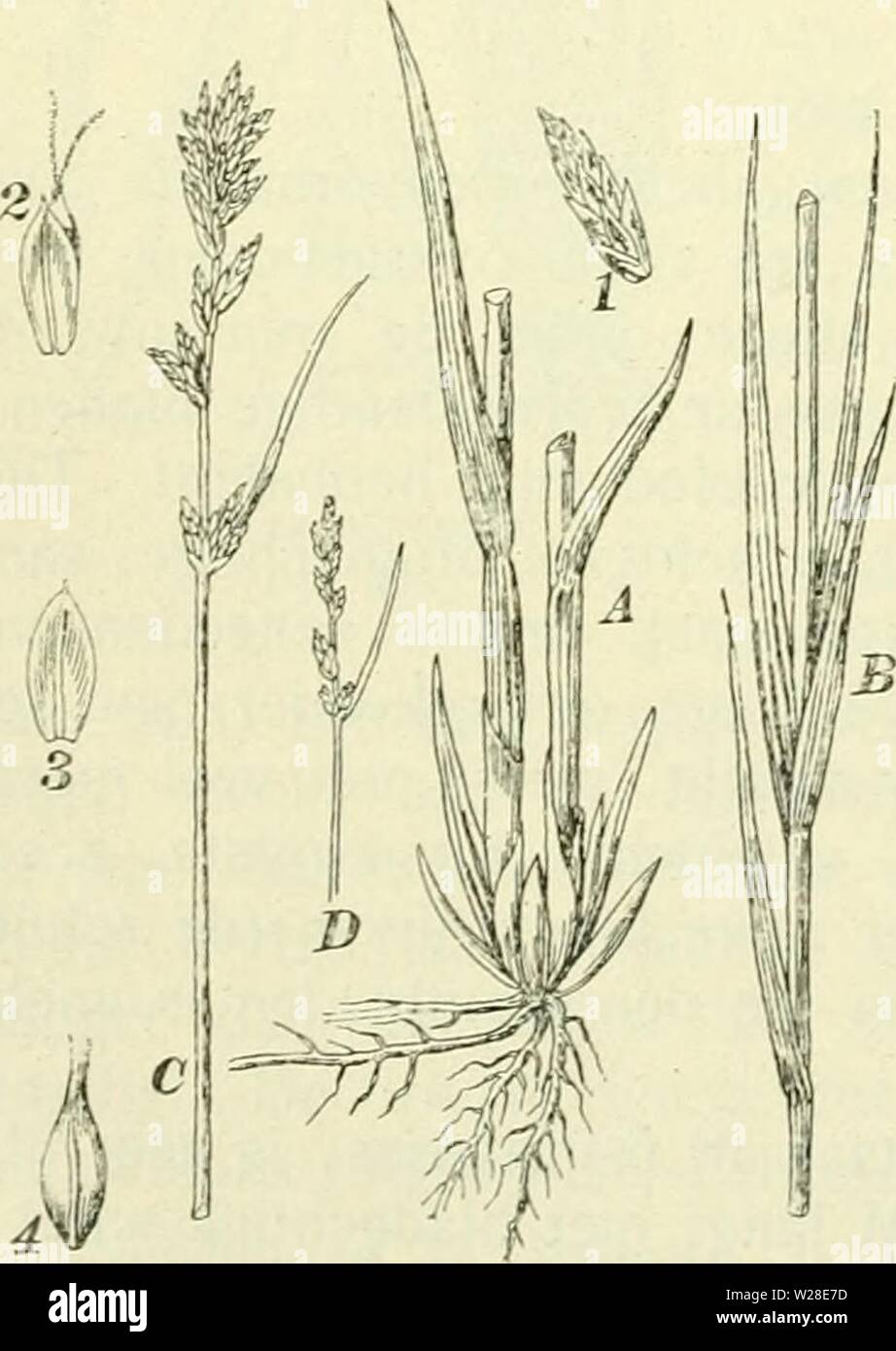 Archiv Bild ab Seite 431 von De flora van Nederland (1909-11). De flora van Nederland defloravannederl 01 heuk Jahr: 1909-11. 390 - CYPERACEAE. FAMILIE 17. 306) zijn Langwerpig - eirond, ca. 3 mM lang, vrij plotseling in der Höhle snavel versmald, aan de binnenzijde vlak, aan de buitenzijde gewelfd, ongevleu - Geld, Op de buitenzijde fijn Gestreept, witachtig, langer Dan de kafjes. De snavel ist naar voren 2-tandig met fijnen Rand, ist Ruw en Groen. De vrucht ist eirond, aan de eene zijde vlak, Op de gewelfde zijde met een iets uit-stekenden Kant, geelgroen, Ij.. 3-6 dM. Mei, Juni. Voorkomen in Europ Stockfoto