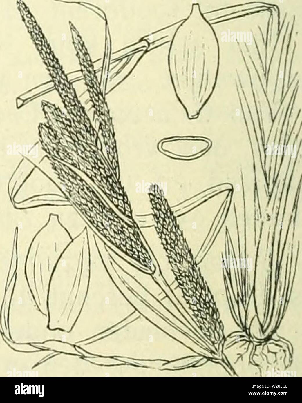 Archiv Bild ab Seite 433 von De flora van Nederland (1909-11). De flora van Nederland defloravannederl 01 heuk Jahr: 1909-11. Carex caespitosa Abb. 309. A B C D der Anlage, Dealen/Manne - lijke Bloem met kafje, 2, 3 vrouwe - lijke bloemen met kafje, 4, 5 urntje met en Zonder kafje, Ti rijpe vructit. C. acütai) L. (C) ein Behälter-) Curt.). Scherpe zegge (Abb. 310). Deze Pflanze ist rackinstallation grasgroen en kaal. Zij heeft een wortelstok met lange, kruipende uitloopers. De Stengel ist stijf rechtopstaand, aan Höhle oben Schilf voor den Bloeitijd overgebogen. scherpkantig ver naar beneden Ruw. De onderste blad Stockfoto