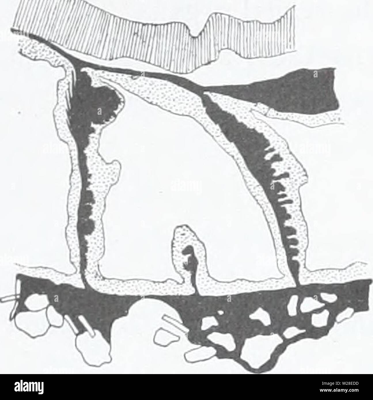 Archiv Bild von Seite 433 des Dänischen Ingolf-Expedition (1899-1953). Die dänische Ingolf-Expedition danishingolfex 5 apt 1 4 daniuoft Jahr: 1899-1953 46 ZOANTHARIA iTr oval geformt und mit granularer Inhalt des in der Nähe liegenden Körner (PL7. 1). Die ganze mesoglcea mit Ausnahme der sehr Innersten ist Silberfaden eingelegten. Das entoderm ist mäßig entwickelt, manchmal dunkel pigmentiert. Der schliessmuskel ist lang und stark, im distalen Teil bildet es ein paar tiefe Falten, in der proximalen zahlreiche aber kleine Falten. Das ektoderm der Tentakeln enthält zahlreiche spirocysts, während die Dickwandigen capsul Stockfoto