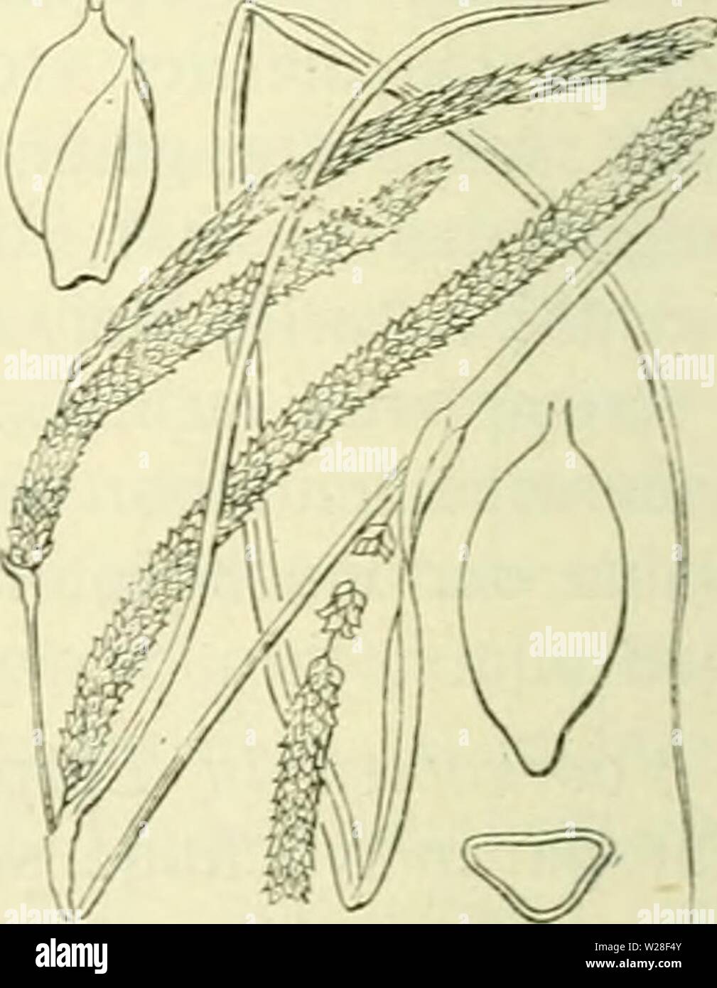 Archiv Bild ab Seite 441 von De flora van Nederland (1909-11). De flora van Nederland defloravannederl 01 heuk Jahr: 1909-11. Carex pallescens Abb. 321. De bloeiwijze bestaat uit 2-3 dicht bijeenstaande der Iets uit elkaar staande, gesteelde, en een vrouwelijke aartjes mannelijk topaartje. Het onderste schutblad ist nicht von Kort scheedeachtig, steekt Rackinstallation boven de bloeiwijze uit en ist, evenals de overige, eerst gegolfd, später froh. De vrouwe - lijke aartjes zijn kort Rackinstallation tot omstreeks cylindrisch, 1,5 cm lang, vrij Lang (rackinstallation lijks nauwe - 2 cM), der gesteeld rechtopstaand kafjes knikkend, de Stockfoto