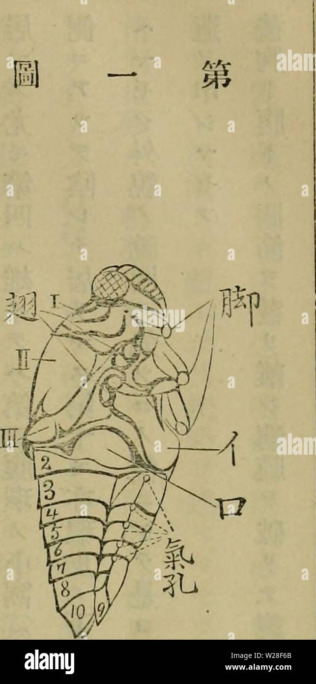 Archiv Bild von Seite 442 des Dbutsugaku zasshi (1889) Stockfoto