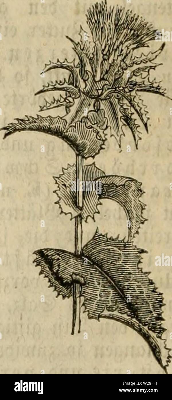 Archiv Bild ab Seite 445 von Das grosse illustrirte Kräuter-Buch. Das grosse illustrirte KrÃ¤uter-Buch: eine ausfÃ¼hrliche Beschreibung aller Pflanzen, mit genauer Augabe Vivo, ihres Nutzens und ihrer Wirkung in der Arzneikunde dasgrosseillustr 00 muel Jahr: 1860 Âtcu - dinacea), laiicjcv, umvccbtev, fnoÃ¼i-cr IÃiiv. elftod', Uad) oOeii midjn-S: viebe'ju (ich Ã¶ Clu unb jcitUd} fuoUcuavtiic Iluv 5 dfvvoffcu treibt; 2 - 4, 'Vu [5 Wjn, fvautavtu-jcv (i ijel, 8 - 12;> olI Iaiuiic, 2 âP) jcll breite, U '> CID) f) aaTice IÖW¶ tÃ¤tter; bie wciBcn 23 UitI} cn [teljcii Ju 2 au t) cu ' Jiftjvui. cn; i> ic-bh Stockfoto