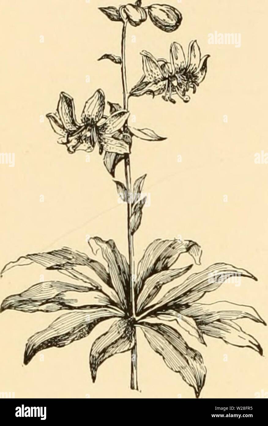 Archiv Bild ab Seite 449 der Cyclopedia der amerikanischen Gartenbau Stockfoto