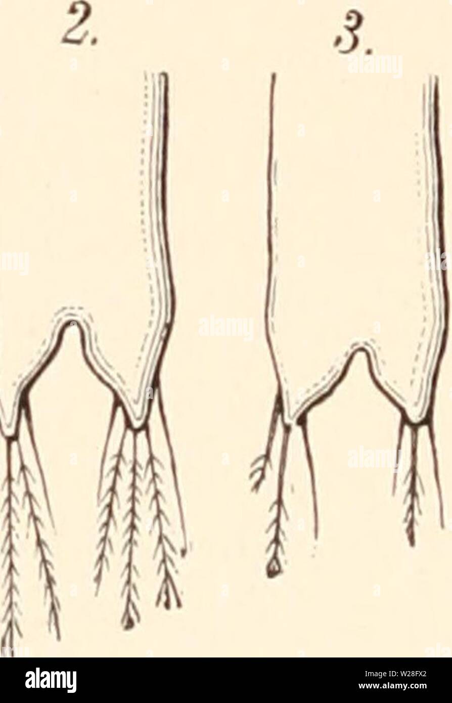 Archiv Bild von Seite 449 des Darwinismus; eine Ausstellung der Stockfoto