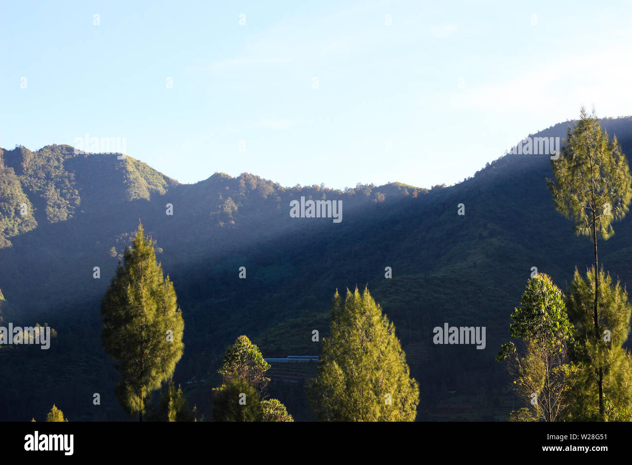 Wunderschöne Pinien am Morgen unter dem blauen Himmel, von unten getroffen, um Stockfoto