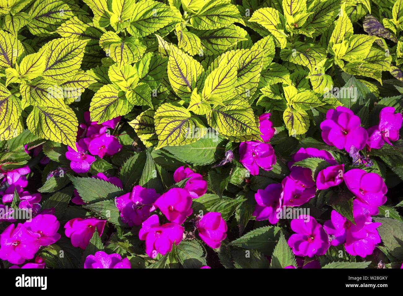 Fuchsia Rot und Gelb Grün Flower Bed Anordnung mit strukturierter Treibt natürlichen Garten Farben Dekoration in den Welt berühmten Butchart Gärten Victoria BC Stockfoto