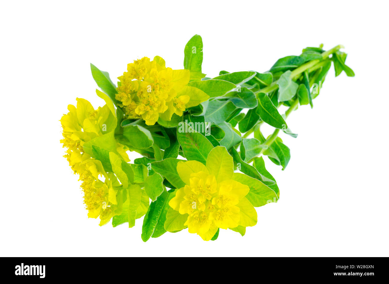 Bündel gelb wilde Wildblumen. Studio Foto Stockfoto