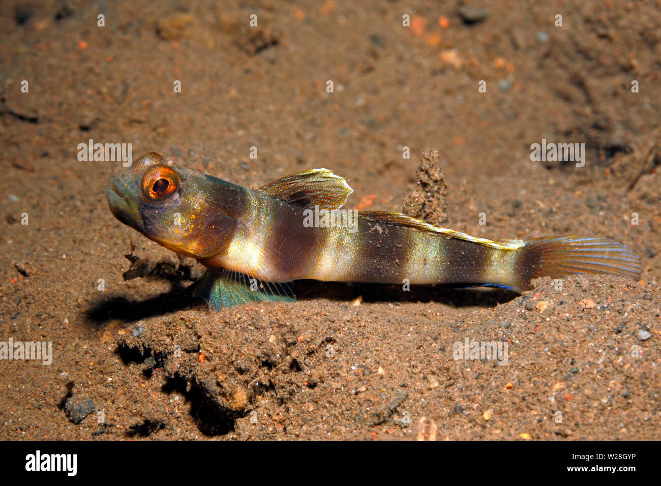 Amblyeleotris five-bar Shrimpgoby, sp. Es ist auch möglich, dass es sich um eine juvenile riesigen Shrimpgoby, Amblyeleotris fontanesii. Tulamben, Bali, Stockfoto