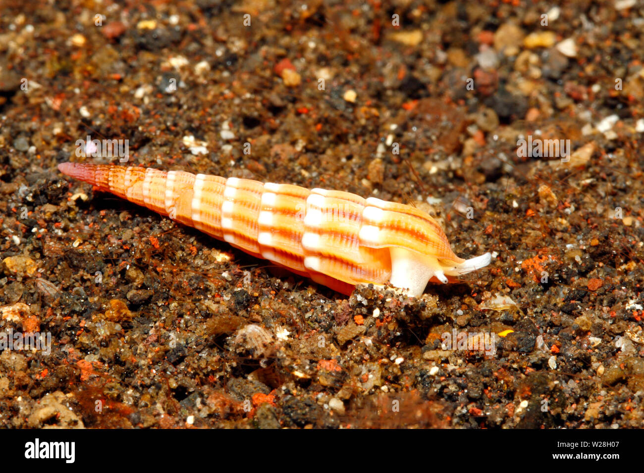 Undulate Schnecke, Myurella undulata, Leben unter Wasser. Zuvor als Terebra undulata beschrieben. Tulamben, Bali, Indonesien. Bali Sea. Stockfoto
