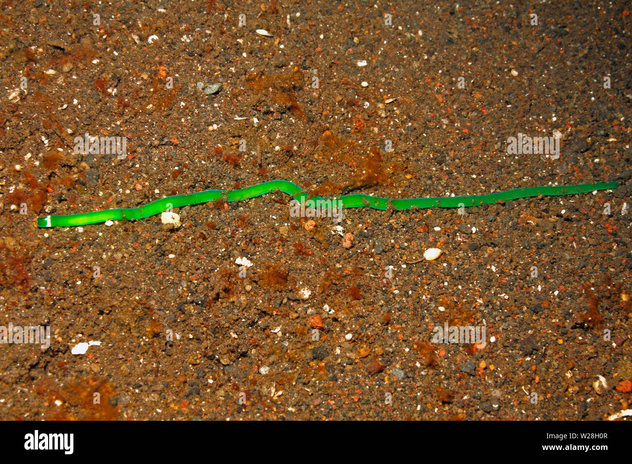 Green Ribbon Worm, Notospermus sp. Tulamben, Bali, Indonesien. Bali Sea, Indischer Ozean Stockfoto