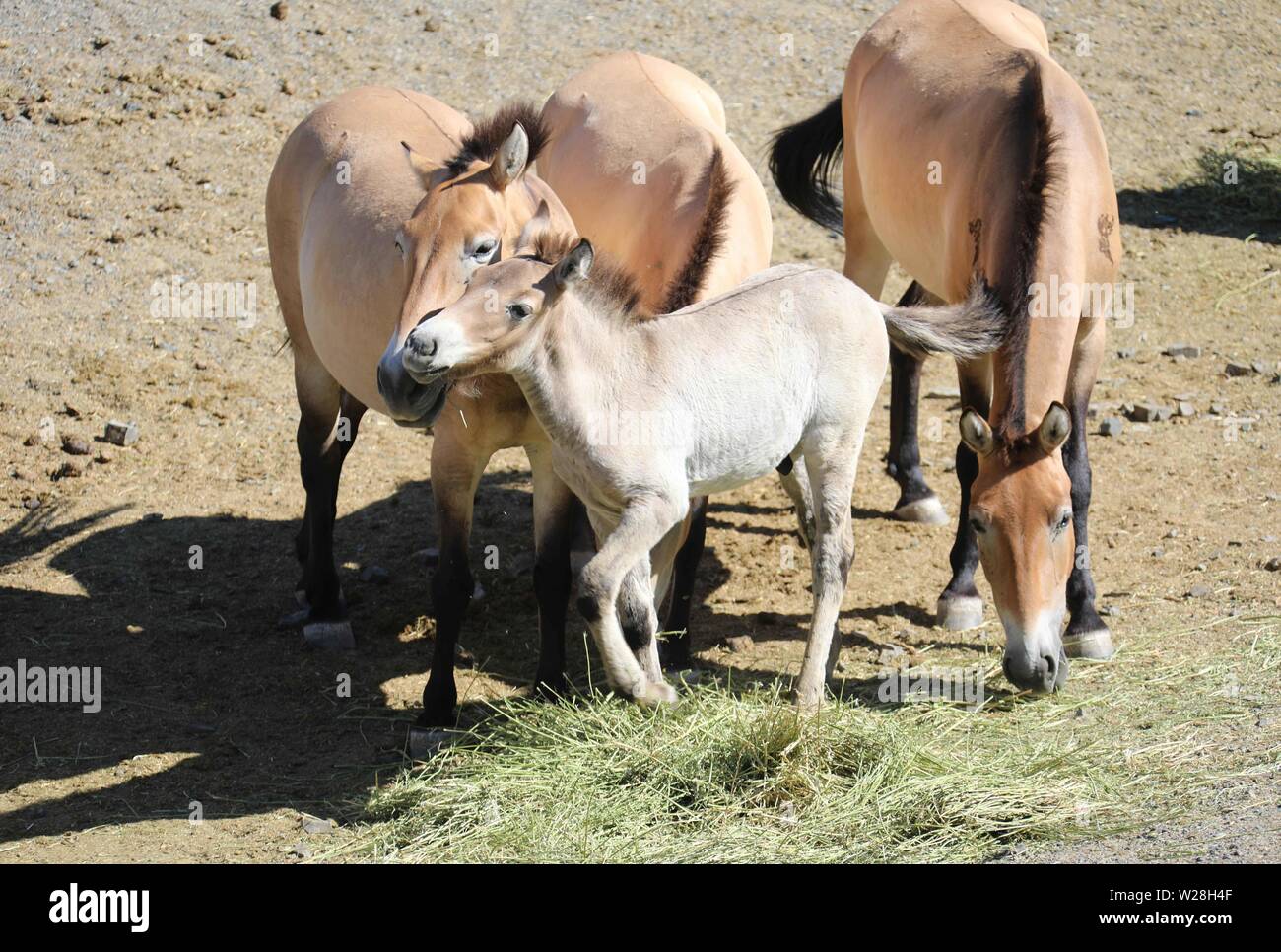 (190707) - Peking, 7. Juli 2019 (Xinhua) - Foto am Juli 6, 2019 zeigt wilde Pferde auf einem Wild Animal Park am südlichen Fuß des Tianshan Gebirge im Nordwesten Chinas Autonomen Region Xinjiang Uygur. (Foto von Zhang Hefan/Xinhua) Stockfoto