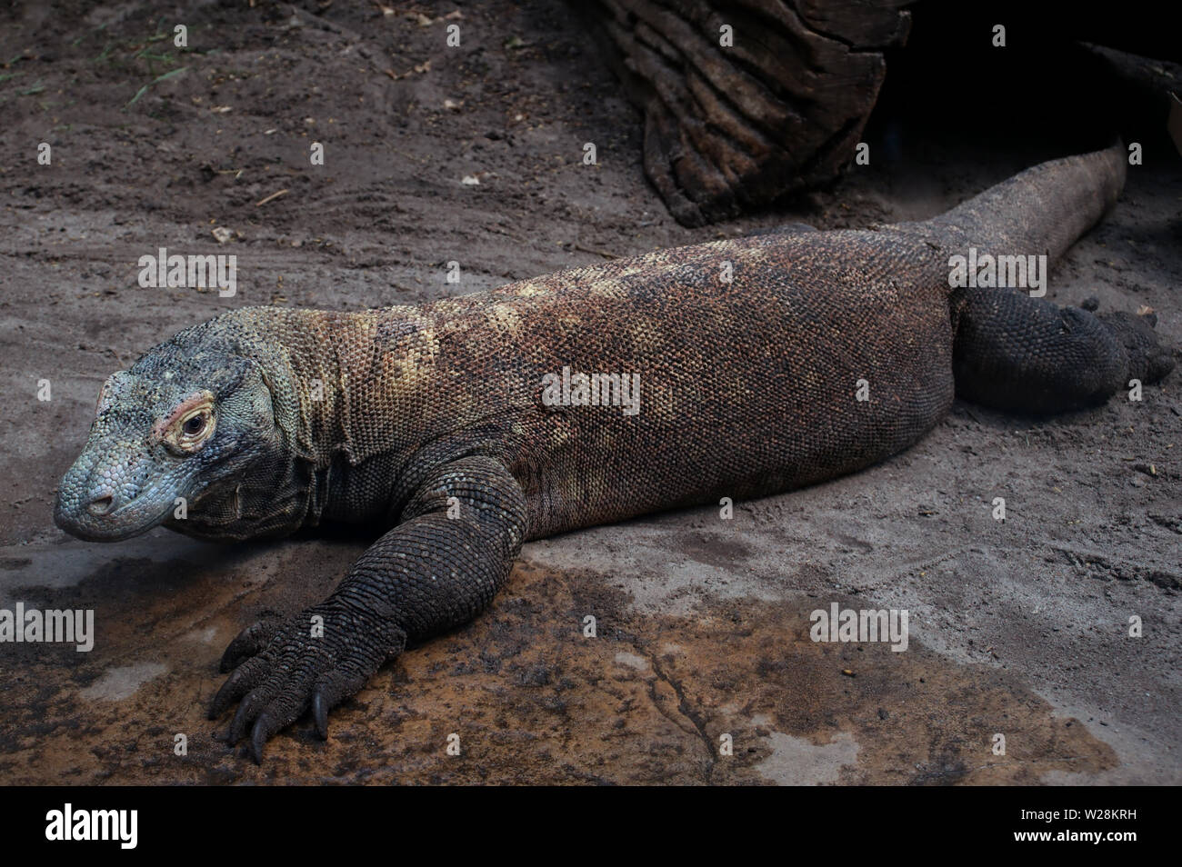 Komodo Dragon in Posen alte Zoo Stockfoto