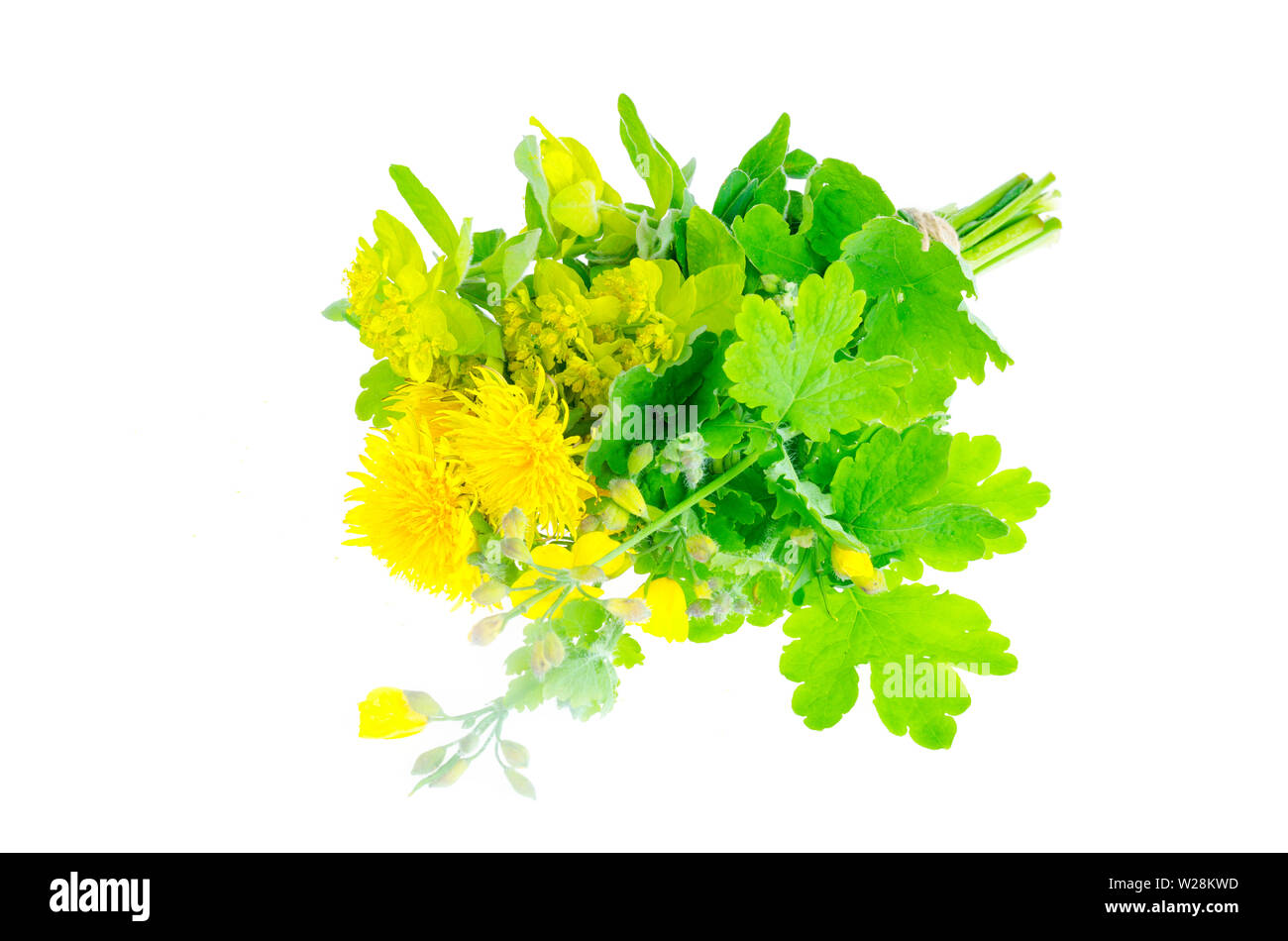 Bündel gelb wilde Wildblumen. Studio Foto Stockfoto