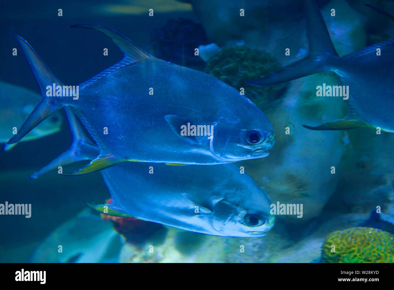 Exotische Fische Trachinotus Trachinotus blochii Nahaufnahme Stockfoto
