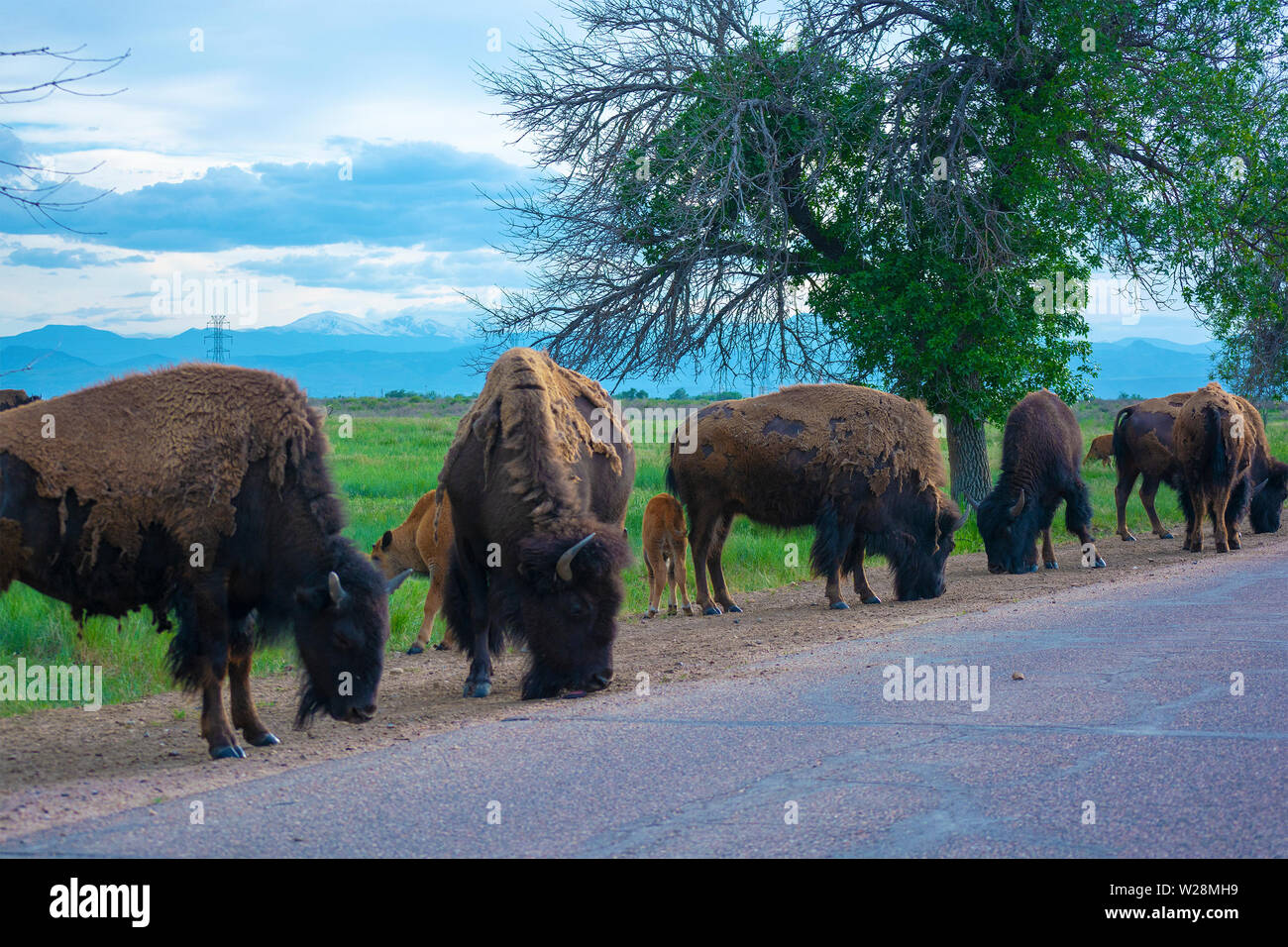 Herde von Bison Buffalo durch eine Straße im Laufe des Tages Stockfoto