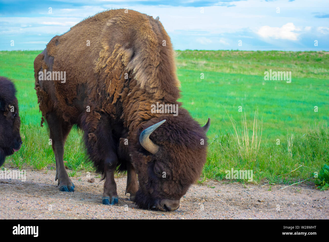 Bison Buffalo lecken während der Tag von einer Wiese Stockfoto