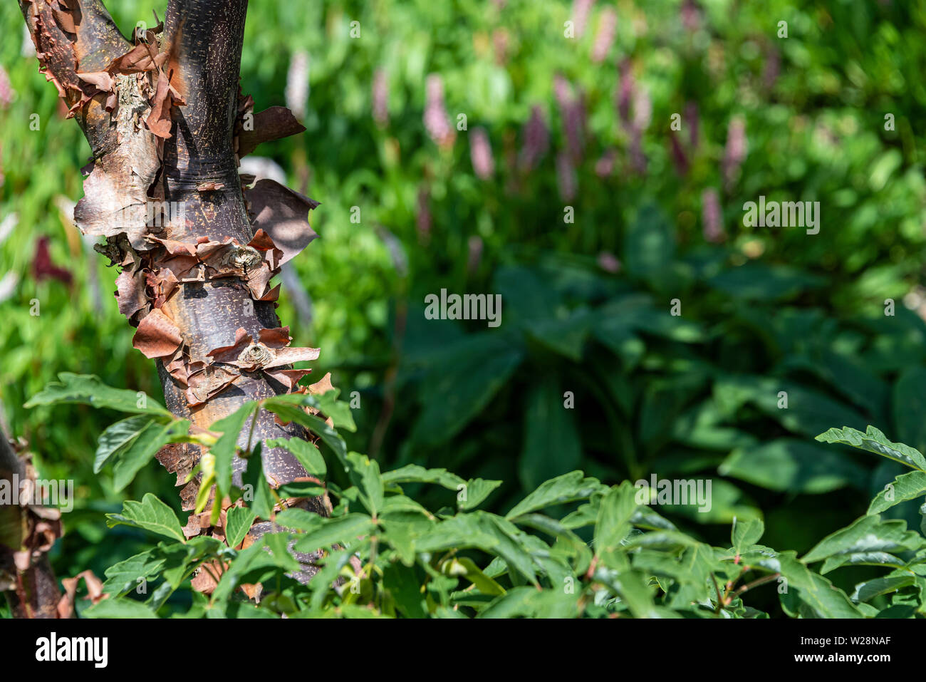Acer griseum, Papier Rinde Ahorn, sapindaceae. Peeling, texturierte Baumrinde. Stockfoto