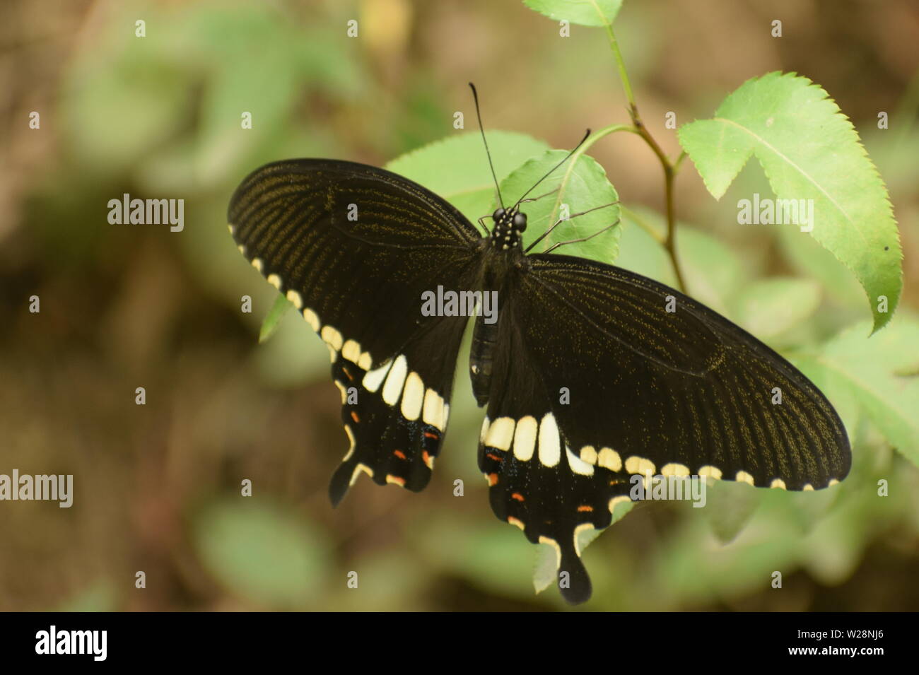 Schönen gemeinsamen Mormon (Papilio polytes) Schmetterling. Stockfoto