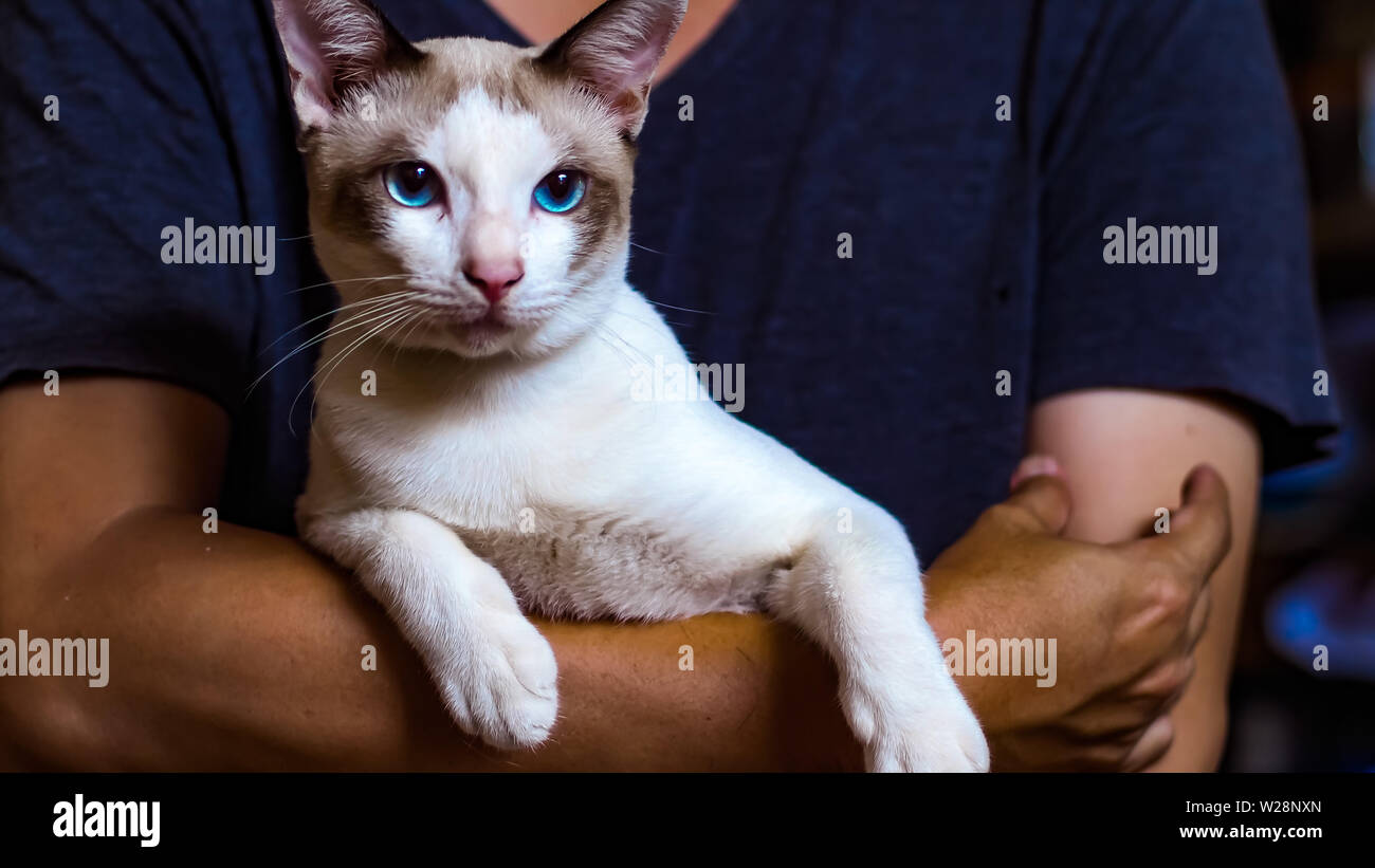 Asiatische Mann mit Katze. bester Freund Konzept. Mann liebe Katze Idee  Hintergrund Stockfotografie - Alamy