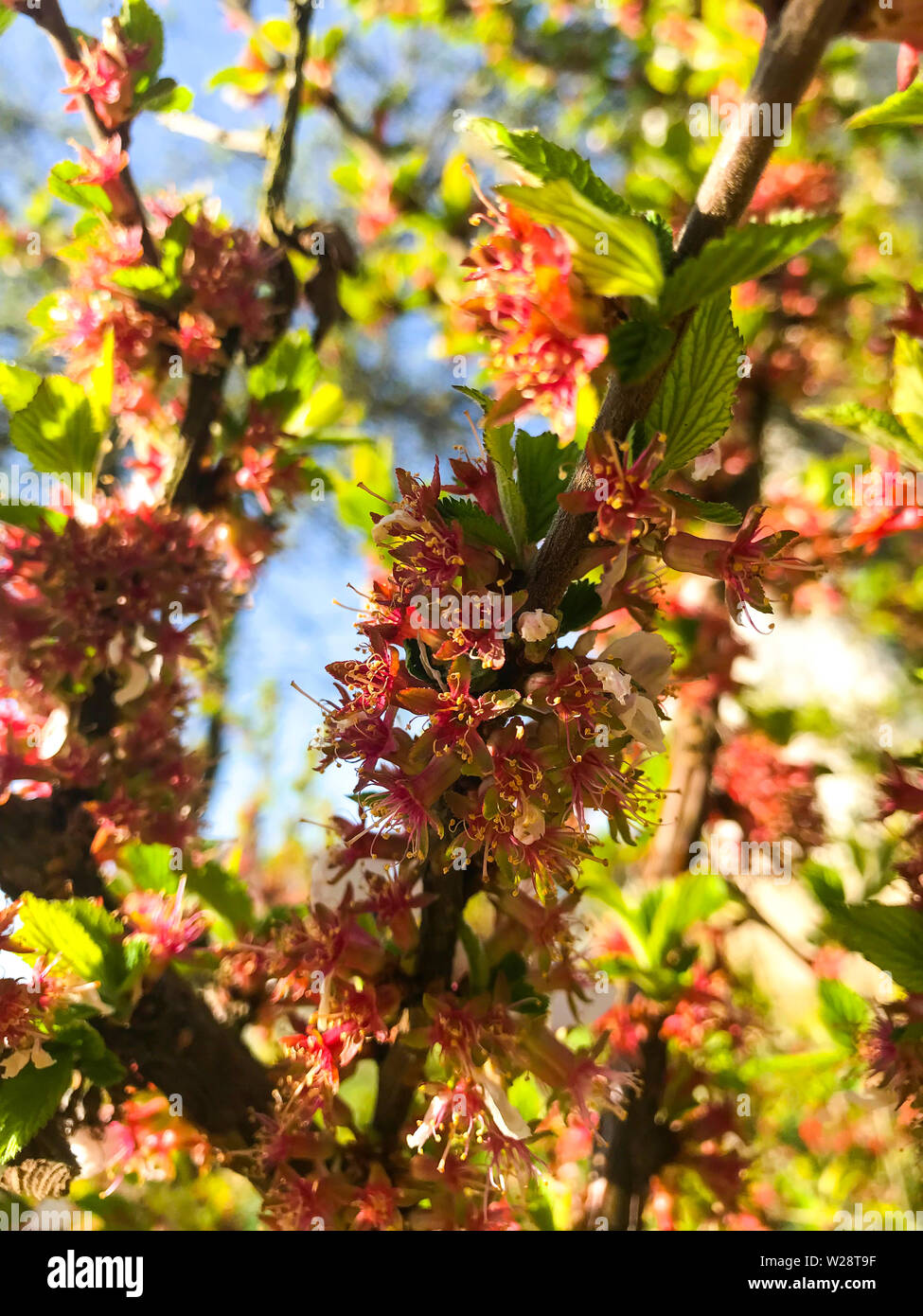 Blühende Nanking Kirsche (Cerasus, Prunus tomentosa) im Frühjahr. Stockfoto