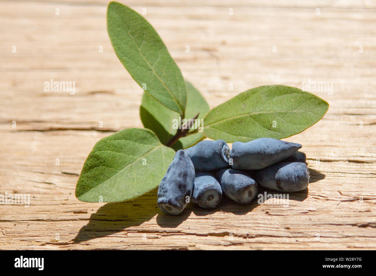 Honeyberry (Lonicera Caerulea Var. Kamtschatica), in der Nähe von Früchten und Blättern auf Holzbrett Stockfoto